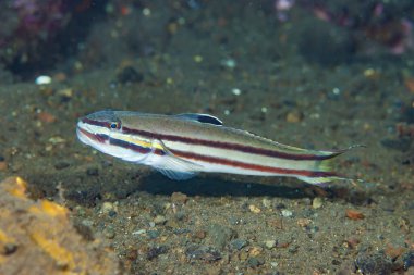 Siyah Çizgili Uyuyan Goby Valenciennea Helsdingenii