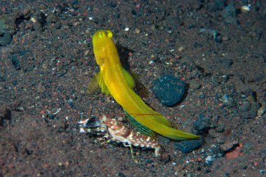 Siyah Karides-Goby Cryptocentrus fasciatus