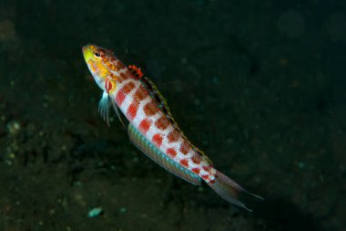 Lyre-Tail Balık Parapercis schauinslandii