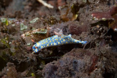 Hypselodoris Infucata Çıplak Endonezya