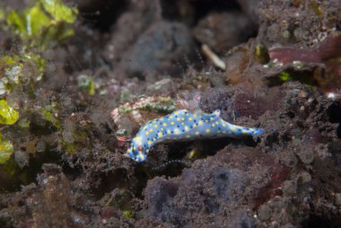 Hypselodoris Infucata Çıplak Endonezya