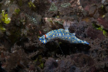 Hypselodoris Infucata Çıplak Endonezya