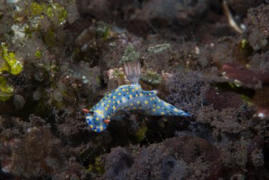 Hypselodoris Infucata Çıplak Endonezya