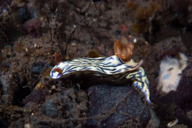 Hypselodoris zephyra Çıplak Endonezya
