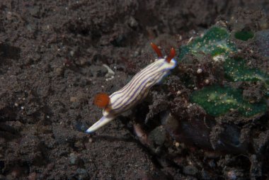 Hypselodoris whitei Nudidal Endonezya
