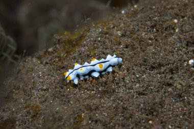 Bohadschia graeffei Deniz hıyarı Juvenile