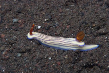 Hypselodoris whitei Nudidal Endonezya
