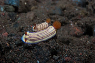 Hypselodoris whitei Nudidal Endonezya