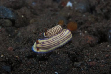 Hypselodoris whitei Nudidal Endonezya