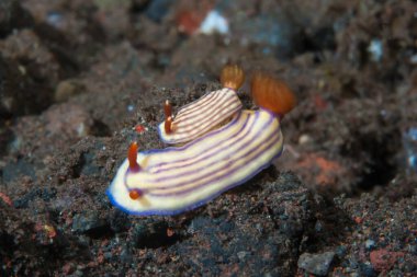 Hypselodoris whitei Nudidal Endonezya