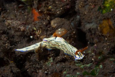 Hypselodoris whitei Nudidal Endonezya