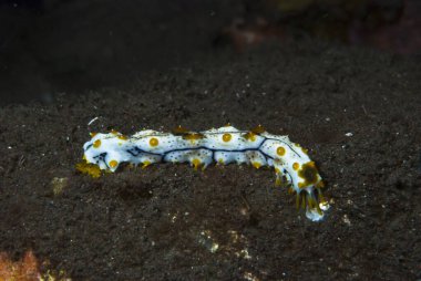 Su fışkırtan Bohadschia graeffei genç