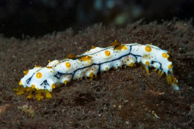 Su fışkırtan Bohadschia graeffei genç