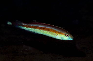 Ocre-Band Wrasse Leptojulis kozalağı