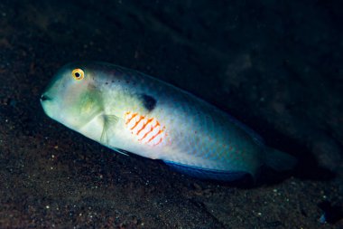 Kırmızı Leke Usturası (Wrasse Xyrichthys pentadactylus)