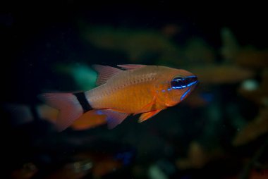 Halka Kuyruklu Kardinalbalığı Ostorhinchus fleurieu