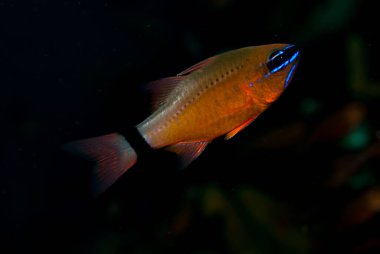 Halka Kuyruklu Kardinalbalığı Ostorhinchus fleurieu