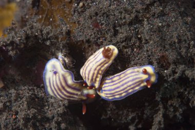 Hypselodoris Whitei Çıplak Dal Çiftleşmesi