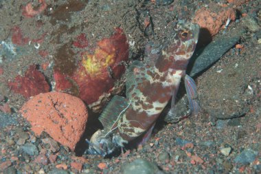 Turuncu Benekli Karides Goby Psilogobius Prolatus