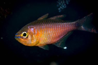 Boyalı Cardinalfsih Achamia fucata