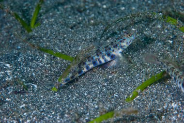 Karides-Goby Vanderhorstia sp.