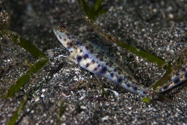 Karides-Goby Vanderhorstia sp.