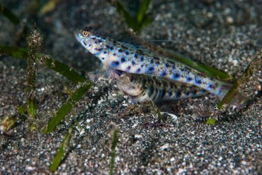 Karides-Goby Vanderhorstia sp.