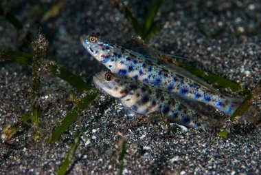 Karides-Goby Vanderhorstia sp.