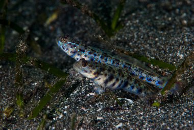 Karides-Goby Vanderhorstia sp.