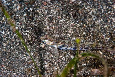 Karides-Goby Vanderhorstia sp.
