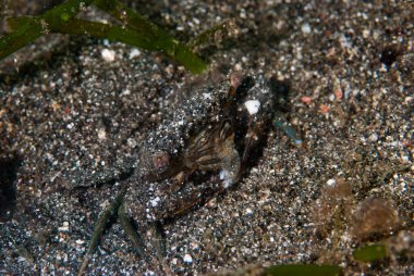 Karides-Goby Vanderhorstia sp.