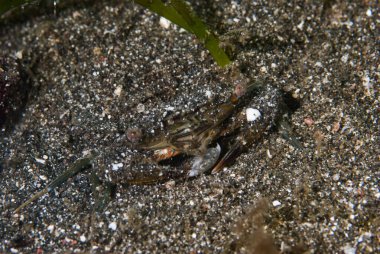 Karides-Goby Vanderhorstia sp.