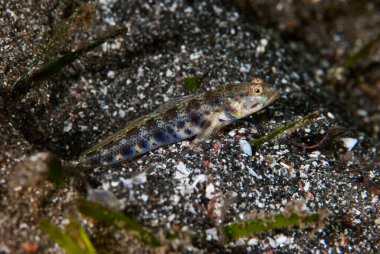 Karides-Goby Vanderhorstia sp.
