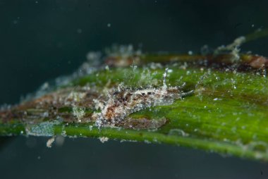 Stylocheilus striatus Deniz Sümüklüböceği