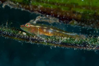 Yaygın Ghostgoby Pleurosicya mossambica