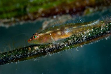 Yaygın Ghostgoby Pleurosicya mossambica