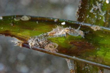 Stylocheilus striatus Deniz Sümüklüböceği