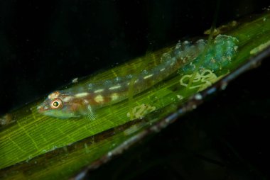 Yaygın Ghostgoby Pleurosicya mossambica