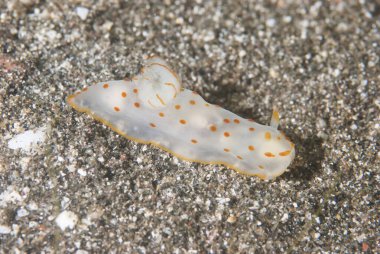 Gymnodoris ceylonica Çıplak Endonezya