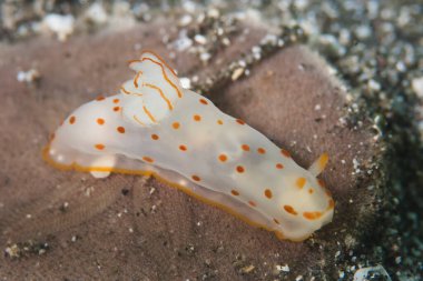 Gymnodoris ceylonica Çıplak Endonezya