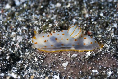 Gymnodoris ceylonica Çıplak Endonezya