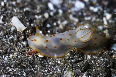 Gymnodoris ceylonica Çıplak Endonezya