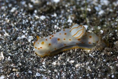 Gymnodoris ceylonica Çıplak Endonezya