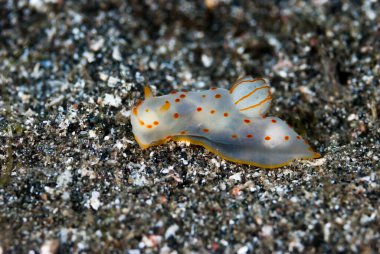 Gymnodoris ceylonica Çıplak Endonezya