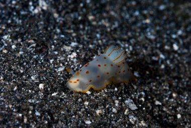 Gymnodoris ceylonica Çıplak Endonezya