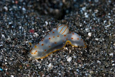 Gymnodoris ceylonica Çıplak Endonezya