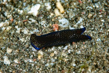 Philinopsis reticulata Deniz Sümüklüböceği