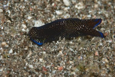 Philinopsis reticulata Deniz Sümüklüböceği