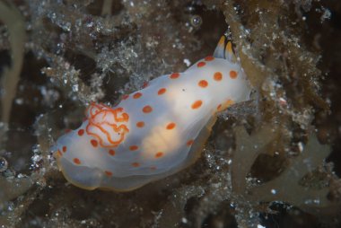 Gymnodoris ceylonica Çıplak Endonezya