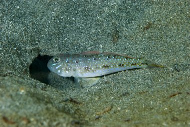 Güzel Lagoon-Goby Oplopomus oplopomus